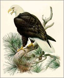 Roger Tory Peterson - Bald Eagle