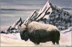 Ed Posa - North American Buffalo