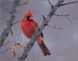 Cardinal Winter 8 x 10 Fine Art Print — Erika Roberts Studio