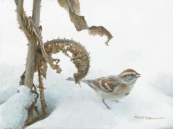 Robert Bateman - Tree Sparrow and Teasal