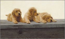 John Weiss - Golden Retriever Puppies