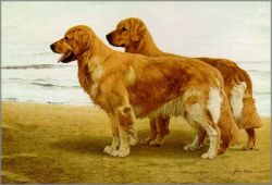 John Weiss - Goldens at the Shore