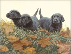 John Weiss - Lab Puppies