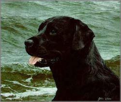 John Weiss - Of the Finest Breed: Black Labrador