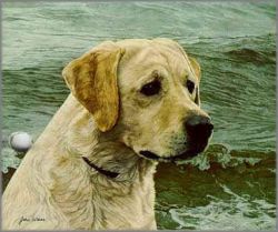 John Weiss - Of the Finest Breed: Yellow Labrador