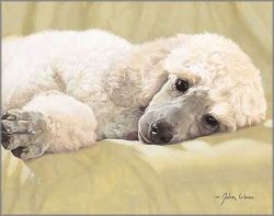 John Weiss - Best Loved Breeds: White Standard Poodle