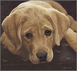 John Weiss - Best Loved Breeds: Yellow Labrador Retriever